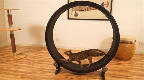 is this the prettiest cat wheel ever catster