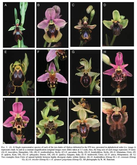 the sexual ruse of the bee orchids — in defense of plants