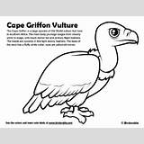 Griffon Vulture Coloring 04kb 400px sketch template