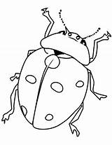 Kolorowanka Owady Insects Biedronka Bugs Kolorowanki Malowanka Ladybug Beetles Bestcoloringpagesforkids Printcolorfun Owadami Druku Owada sketch template