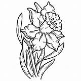 Daffodil Drawing Coloring Clipart Daffodils Gel Tattoo Pages Outline Flower Drawings Clip Pen Botanical Adult Simple Narcissus Stamp Cliparts Print sketch template