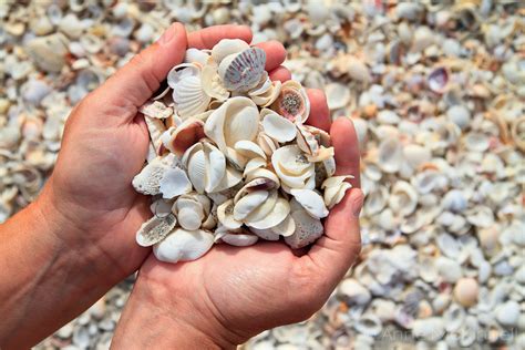 seashells  sanibel anne mckinnell photography