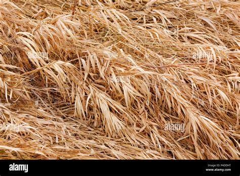 dry grass texture  flood meadow  early spring stock photo alamy