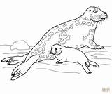 Seal Coloring Pages Baby Leopard Gray Mother Drawing Printable Navy Cute Color Getcolorings Drawings Dot Print sketch template