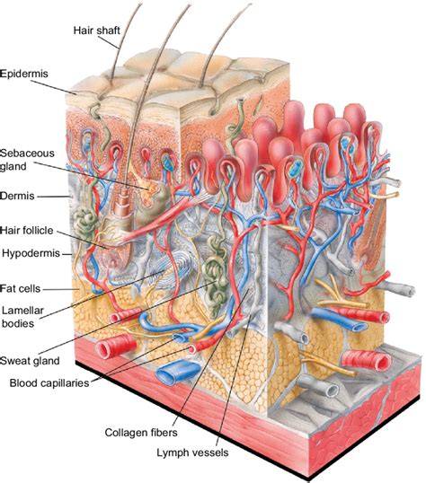 human skin layers  functions