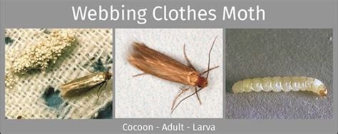 identify and control webbing and casemaking clothes moths batzner