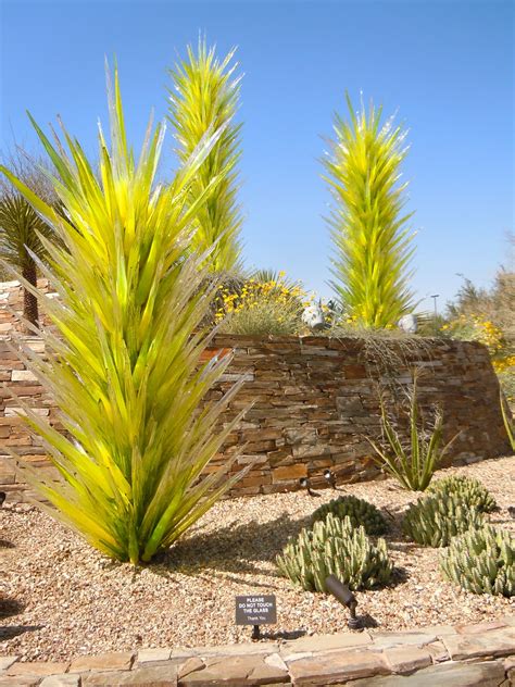 cool desert plant   tropical  plants