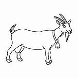 Goat Coloring Pages Printable Toddler Cute sketch template