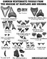 Identification Fossil Fossils Shark Teeth Maryland Sheet Miocene Tooth Chart Vertebrate Chesapeake Bay Guide Vertebrates Virginia Printable Identifying Calvert Cliffs sketch template