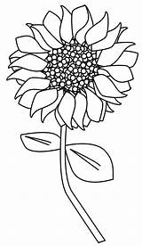Sunflower Outline Clipart Drawing Tortagialla Digital Created sketch template