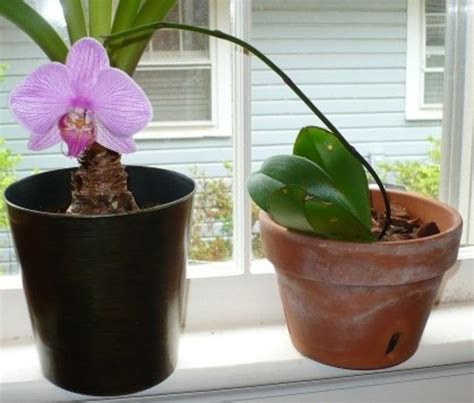 care  phalaenopsis orchids  beginners guide dengarden