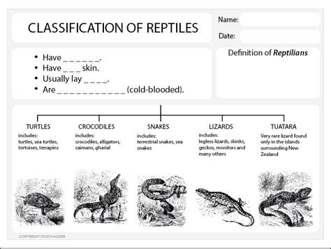 classification  reptiles worksheet studyladder interactive learning