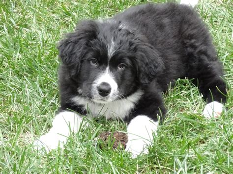 berner sennenhund labrador mix welpen