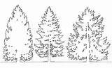Conifers Elevation Conifer Fir sketch template
