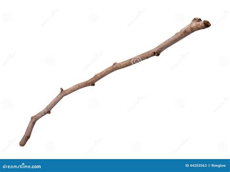 wooden twig isolated stock image image  leafless clipping