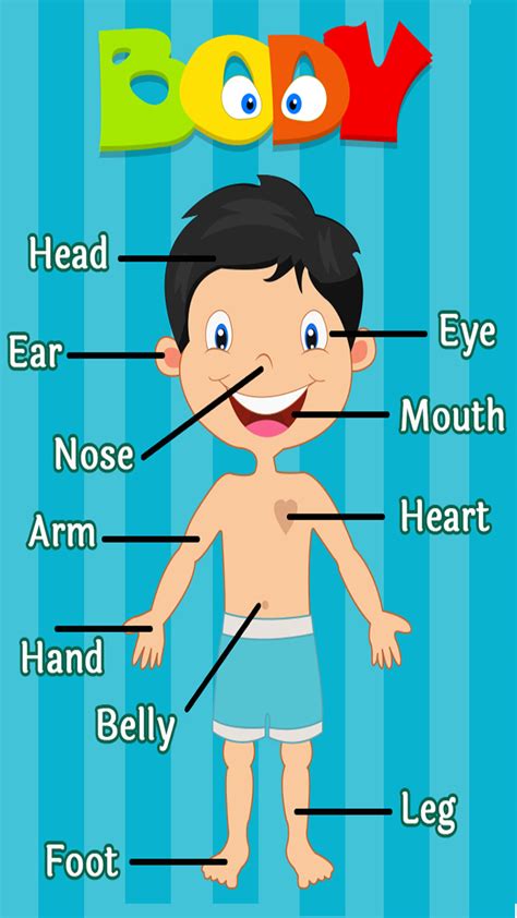 Learning Human Body Parts Br Appstore For Android