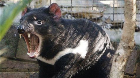 albuquerque zoos tasmanian devil  victim  foul play fox news