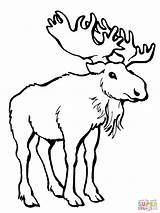 Alce Moose Elch Orignal Renna Stampare Malvorlagen Disegnare sketch template