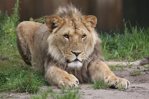 afrikaanse leeuw kom alles te weten zooparc overloon