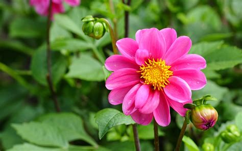 pink flowers dahlia flower plants plantation outdoor green leaves buds