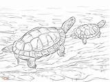 Coloring Turtle Pages Realistic Adults Kids sketch template