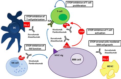 frontiers promises  pitfalls     pd pd  inhibitors