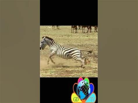 zebra  wild dog youtube