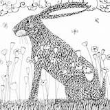 Colouring Hare Ailsa sketch template