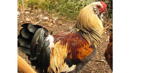 sexy chickens need not apply dinner parties and more