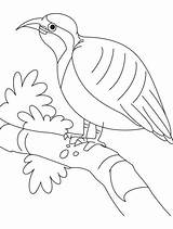 Partridge Coloring Beautiful Resting Bestcoloringpages Pages Kids Colouring sketch template