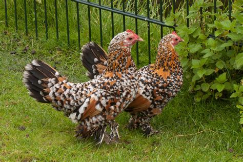 booted bantam insteading chicken breeds guide