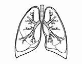 Lungs Coloring Lung Pages Bronchi Drawing Tai Coloringcrew Template Sketch Printables Human Getdrawings Popular Book sketch template