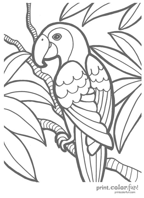 tropical parrot print color fun