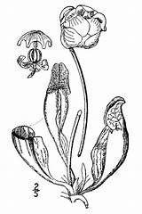 Carnivorous Sarracenia Pitcher sketch template
