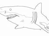 Shark Great Coloring Drawing Megalodon Drawings Outline Mako Sharks Pages Simple Colouring Sketch Draw Printable Easy Color Cool Paintingvalley Leopard sketch template