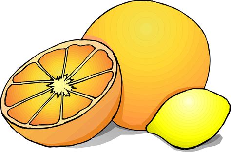 citrus fruit clipart   cliparts  images  clipground