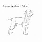 Pointer Wirehaired Shorthaired Breeds Dogbreedslist sketch template