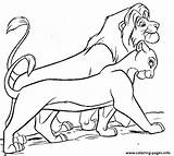 Lion Coloring Nala King Pages Simba Colorare Da 33bf Walking Disegni Disney Re Color Drawings Printable Family Book Animal Para sketch template