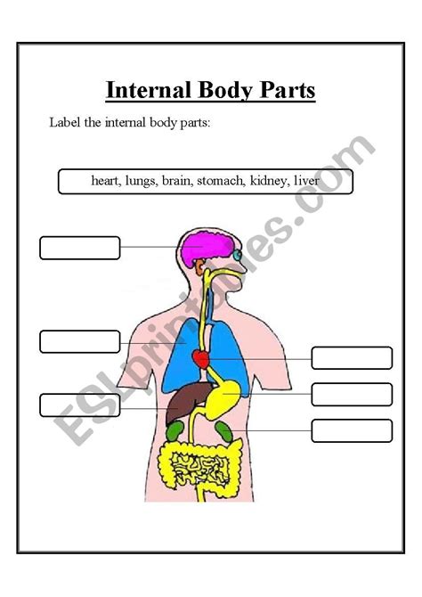internal body parts esl worksheet  stepeternity