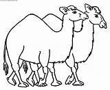 Camellos Animales Paginas sketch template