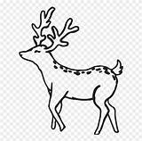 Outline Buck Deer Clipart Antler Stamp Rubber Whitetail Clipground Pinclipart Webstockreview sketch template