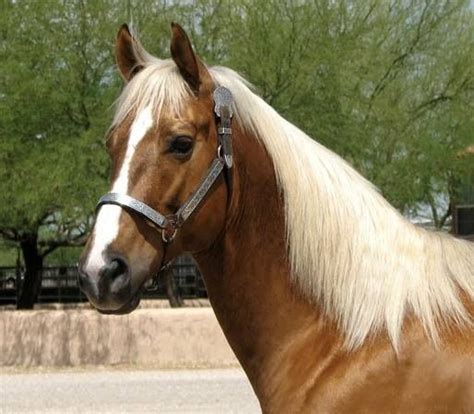 beautiful palomino friesian horse horses friesian