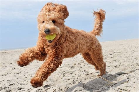 complete guide   goldendoodle  pros  cons