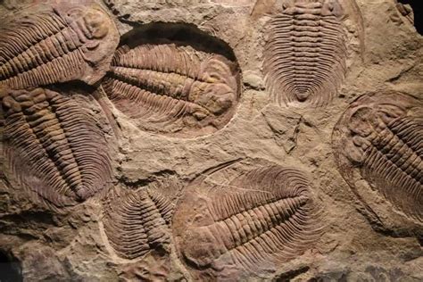 types  fossils