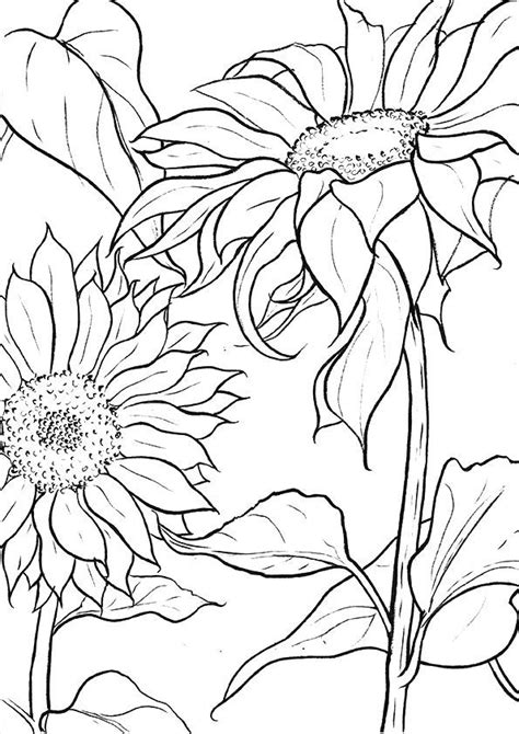 finding   sunflower coloring pages farm animal coloring pages