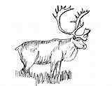 Caribou Coloring 1552 Animals Printable Pages Drawing Kb Drawings sketch template