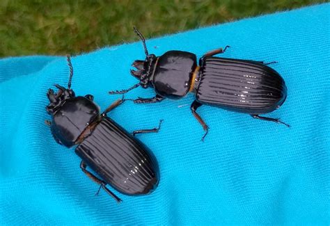 bess beetles what s that bug