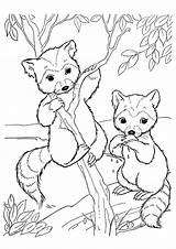 Raccoons Raccoon Momjunction sketch template