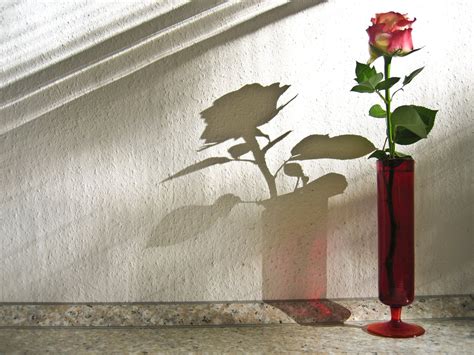 rose  shadow   photo  freeimages