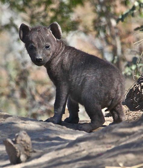 Spotted Hyena And Cubs Flickr Photo Sharing